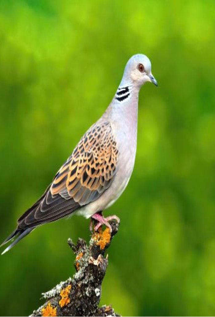 C:\Users\Алина\Desktop\птах року горлиця 2020\картинки\alert-european-turtle-dove-standing-on-branch-and-stretching-neck-in-forest_158217-1048.jpg